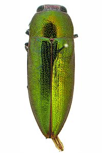 Melobasis propinqua verna, PL0835B, female, EP, 12.0 × 4.2 mm